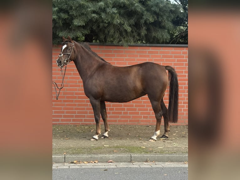 Poney de selle allemand Jument 11 Ans 145 cm Alezan brûlé in Rätzlingen
