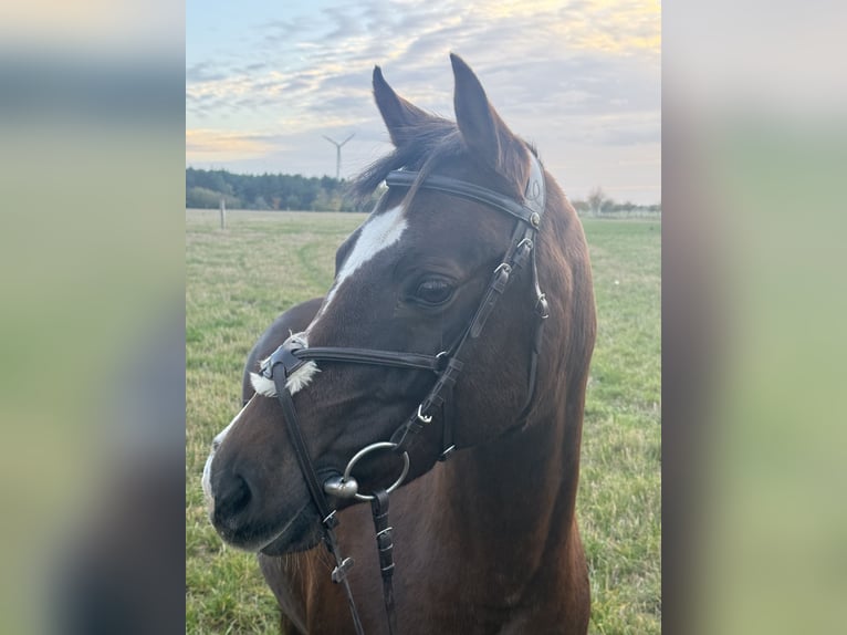 Poney de selle allemand Jument 11 Ans 145 cm Alezan brûlé in Rätzlingen