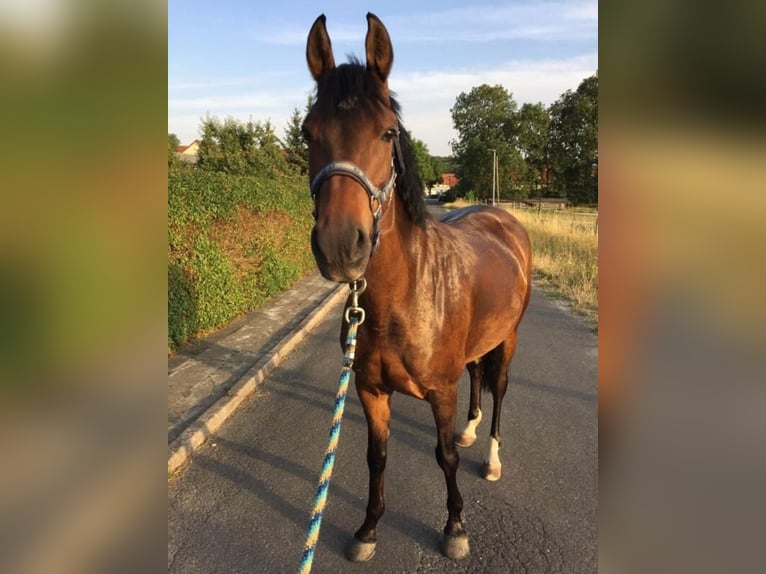 Poney de selle allemand Jument 11 Ans 145 cm Bai in Bad Neustadt an der Saale