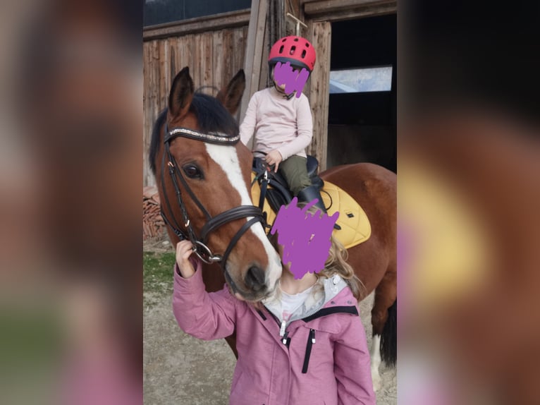 Poney de selle allemand Jument 11 Ans 145 cm Bai in Kufstein