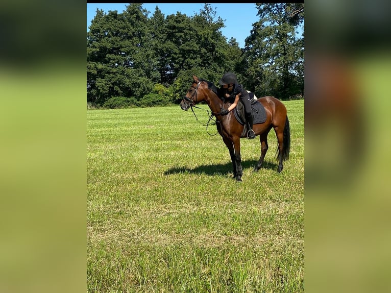 Poney de selle allemand Jument 11 Ans 145 cm Bai in Riedstadt
