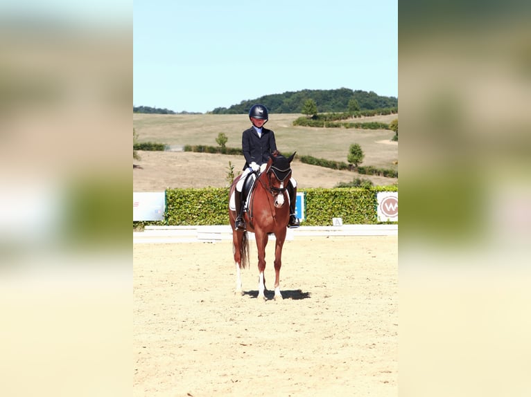 Poney de selle allemand Jument 11 Ans 146 cm Alezan brûlé in Bornheim