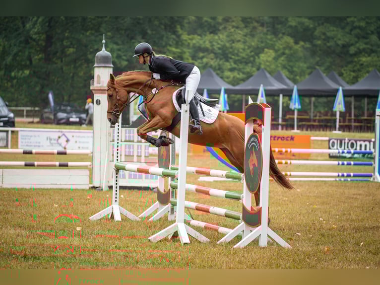 Poney de selle allemand Jument 11 Ans 146 cm Alezan in Syrau