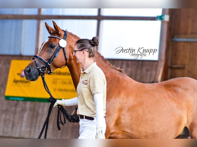 Poney de selle allemand Jument 11 Ans 146 cm Alezan in Syrau