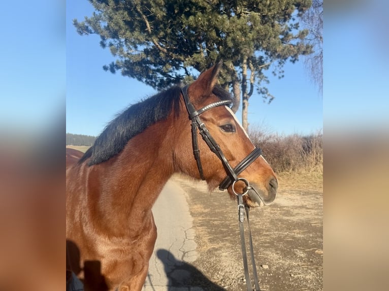 Poney de selle allemand Jument 11 Ans 146 cm Bai in Pelmberg