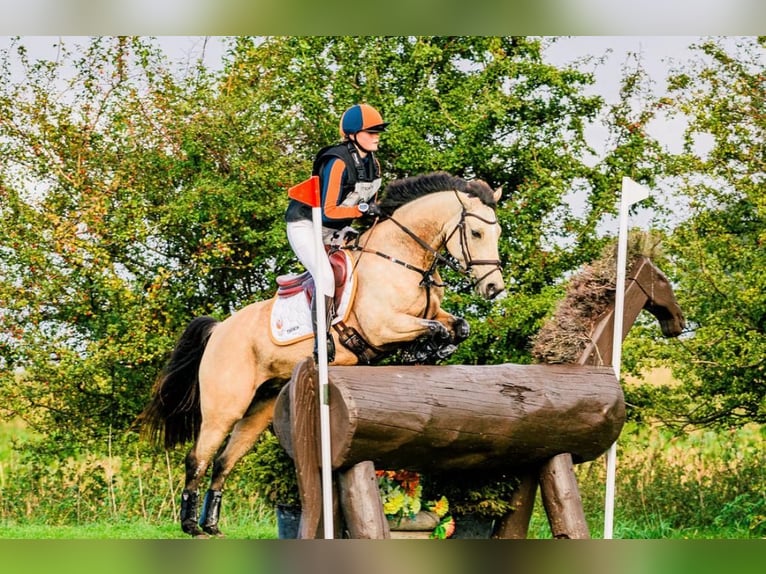 Poney de selle allemand Jument 11 Ans 146 cm Buckskin in Wieringerwerf