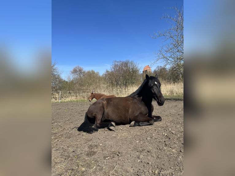 Poney de selle allemand Croisé Jument 11 Ans 146 cm Noir in Güstrow