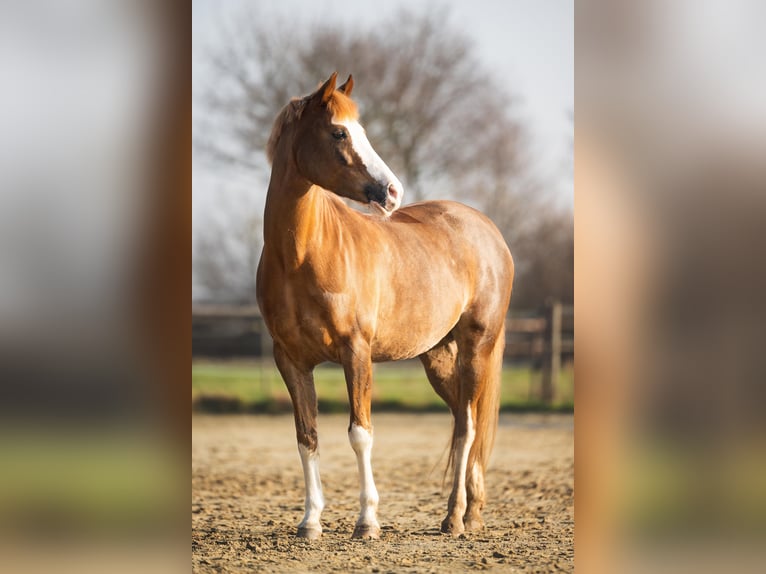 Poney de selle allemand Jument 11 Ans 147 cm Alezan in München