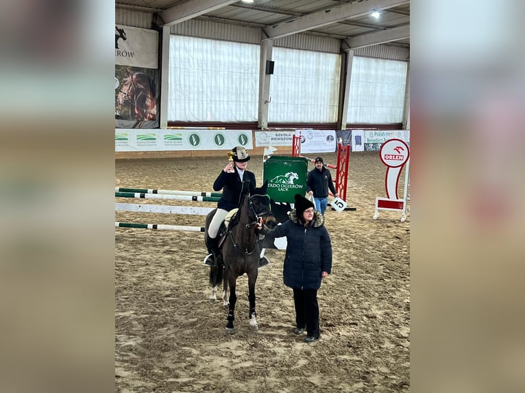 Poney de selle allemand Jument 11 Ans 147 cm Bai brun foncé in Łódź
