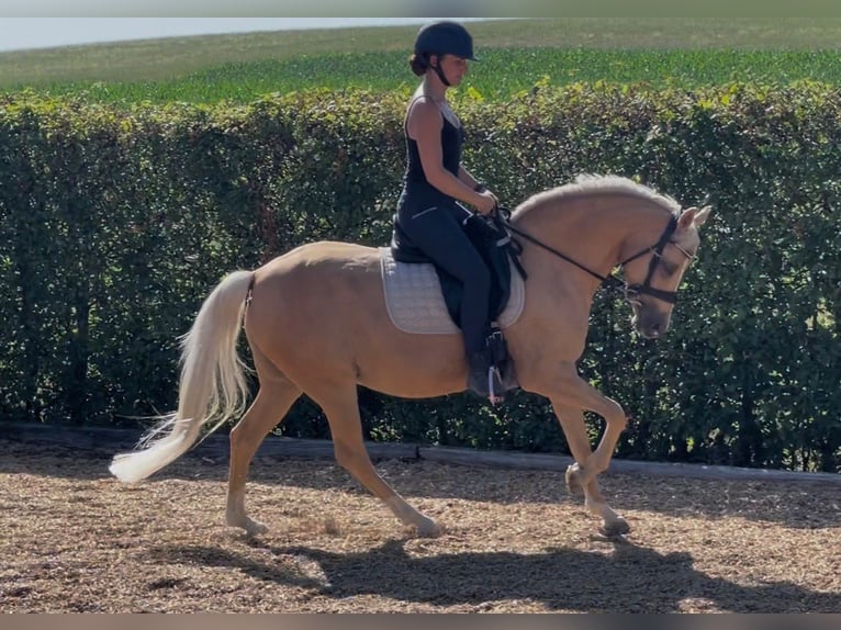 Poney de selle allemand Jument 11 Ans 147 cm Palomino in Murrhardt