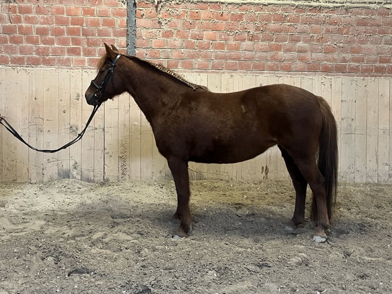 Poney de selle allemand Croisé Jument 11 Ans 148 cm Alezan in Birgel