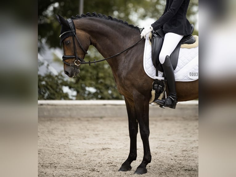 Poney de selle allemand Jument 11 Ans 148 cm Bai brun in Haltern am See