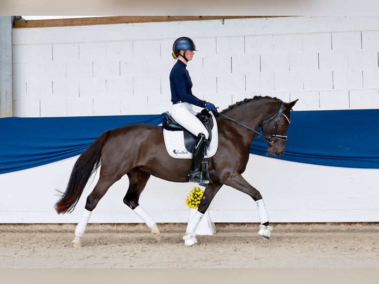 Poney de selle allemand Jument 11 Ans 148 cm Bai brun foncé in Marsberg