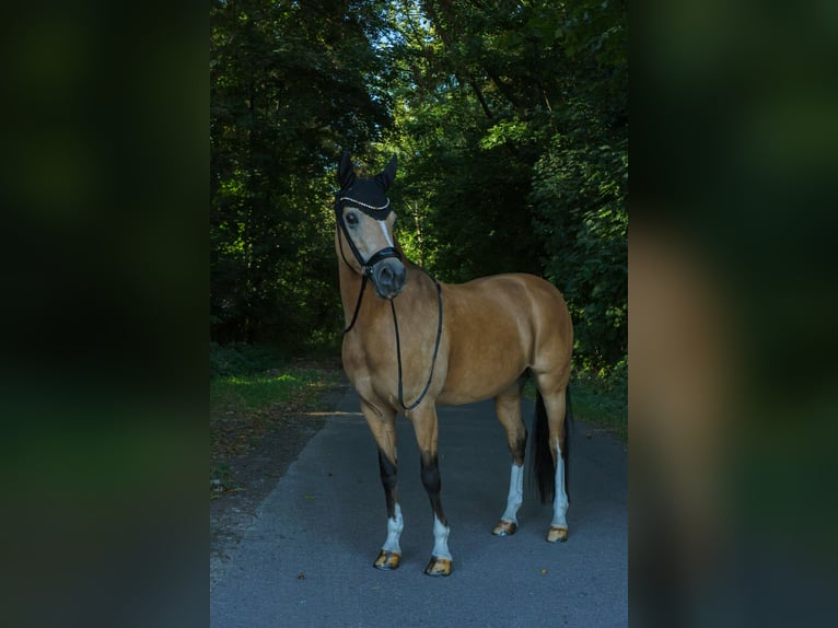 Poney de selle allemand Jument 11 Ans 148 cm Buckskin in Taucha