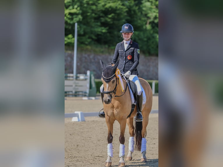 Poney de selle allemand Jument 11 Ans 148 cm Buckskin in Taucha