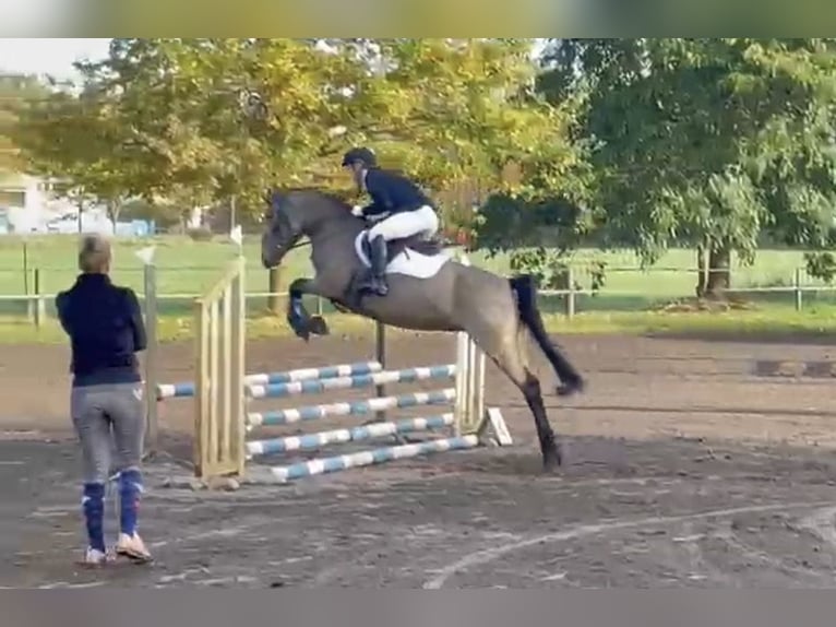 Poney de selle allemand Jument 11 Ans 148 cm Isabelle in Brieselang