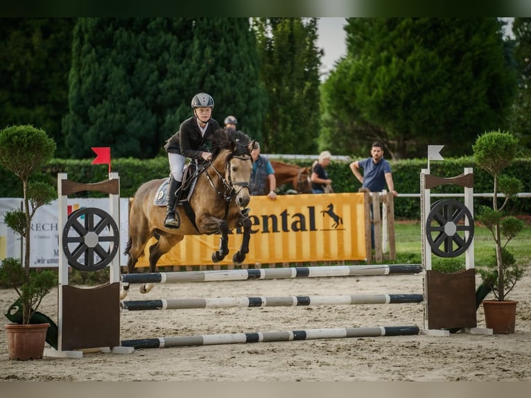 Poney de selle allemand Jument 11 Ans 148 cm Isabelle in Ennigerloh