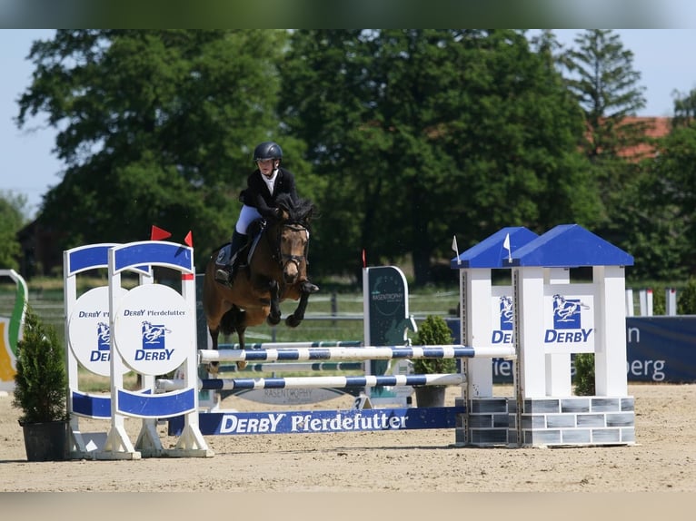 Poney de selle allemand Jument 11 Ans 148 cm Isabelle in Ennigerloh