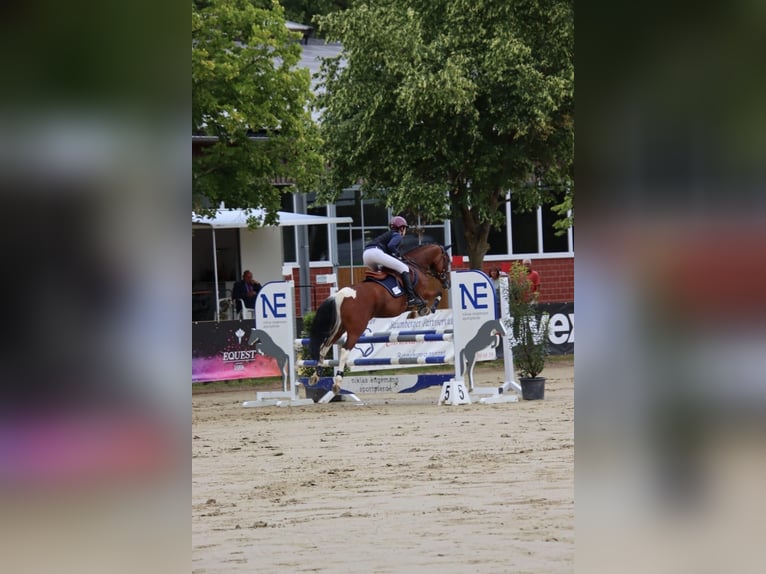 Poney de selle allemand Jument 11 Ans 148 cm Pinto in Wickede