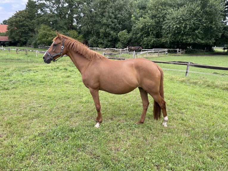 Poney de selle allemand Jument 11 Ans 149 cm Alezan in Bad Laer