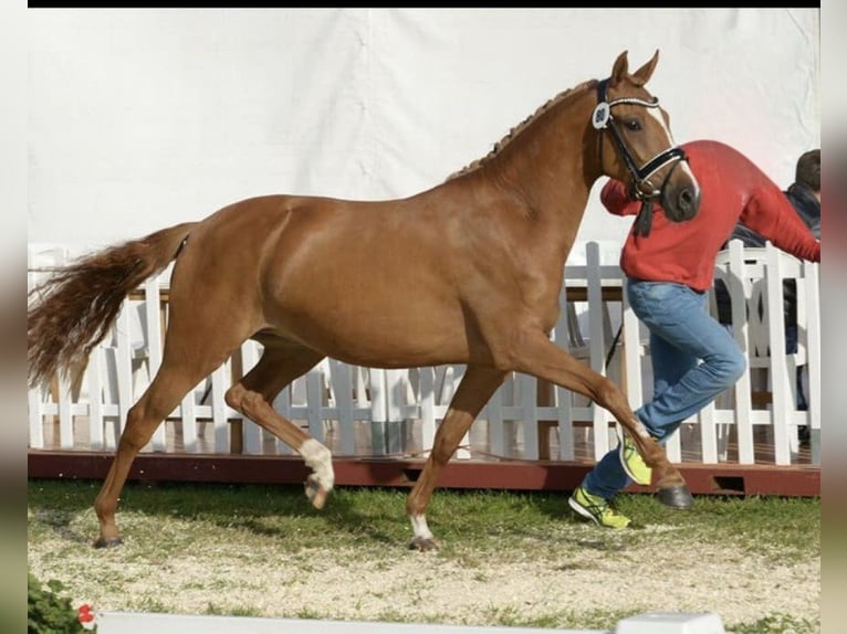 Poney de selle allemand Jument 11 Ans 149 cm Alezan in Bad Laer