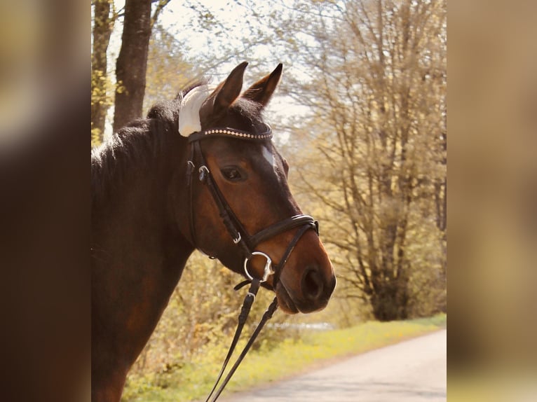 Poney de selle allemand Croisé Jument 11 Ans 149 cm Bai in Schw&#xE4;bisch Hall