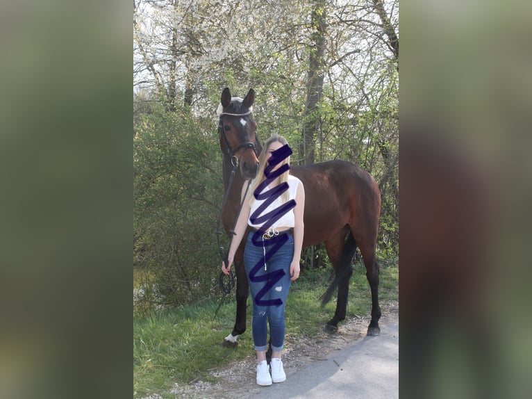 Poney de selle allemand Croisé Jument 11 Ans 149 cm Bai in Schw&#xE4;bisch Hall