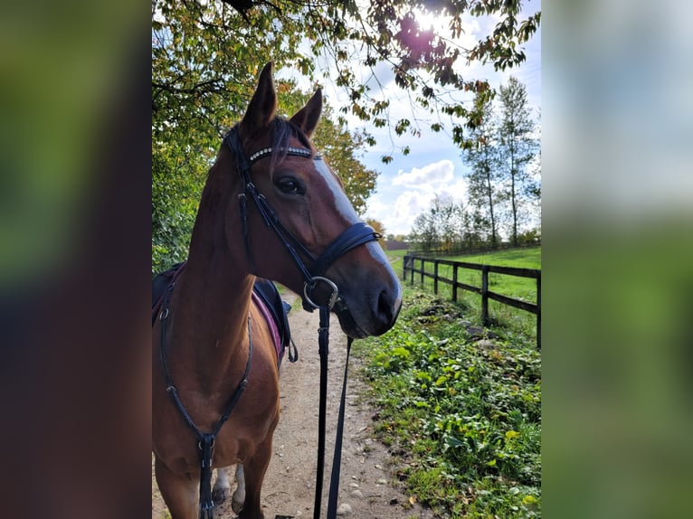 Poney de selle allemand Jument 11 Ans 149 cm  in Nortorf