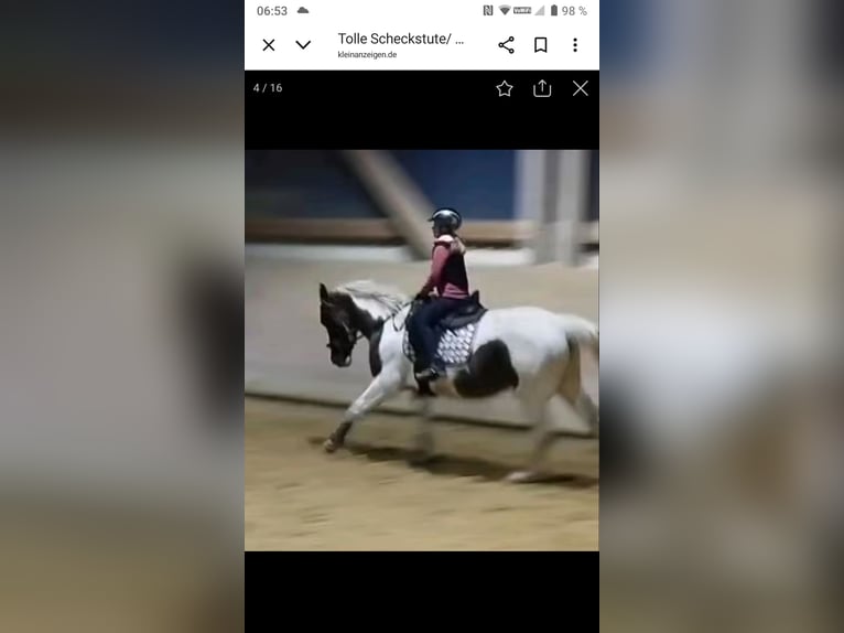 Poney de selle allemand Croisé Jument 11 Ans 149 cm Pinto in Hahnenknoop