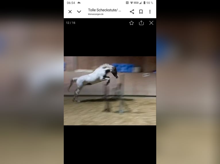 Poney de selle allemand Croisé Jument 11 Ans 149 cm Pinto in Hahnenknoop