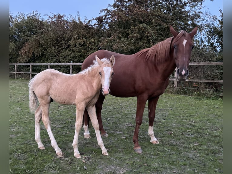 Poney de selle allemand Jument 11 Ans 150 cm Alezan in Racksen