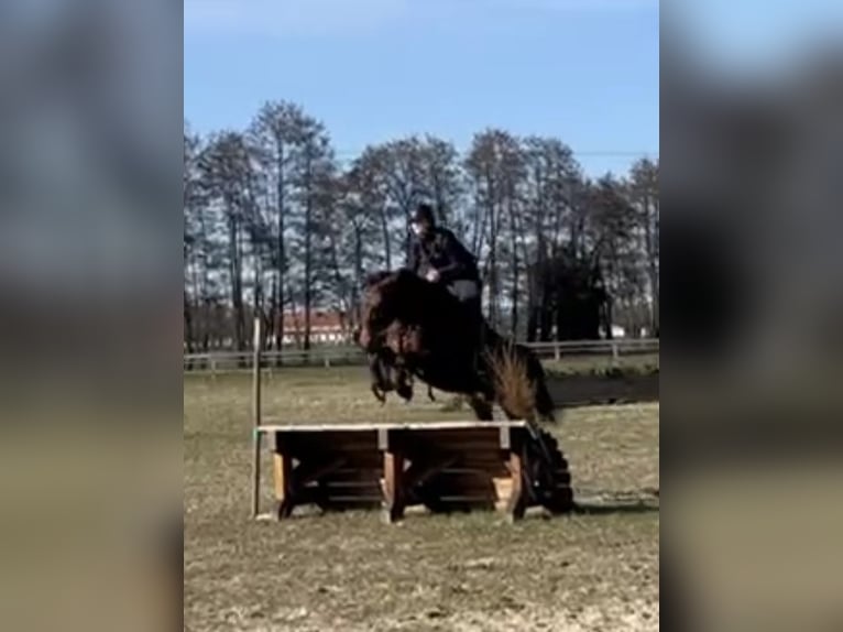 Poney de selle allemand Jument 11 Ans 152 cm Bai in Zernitz- Lohm