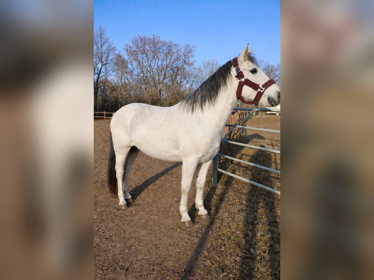 Poney de selle allemand Jument 11 Ans 152 cm Gris in Vienenburg
