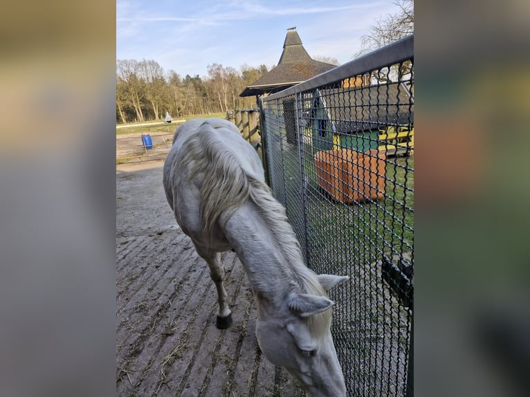 Poney de selle allemand Jument 11 Ans 152 cm Gris in Wietzendorf