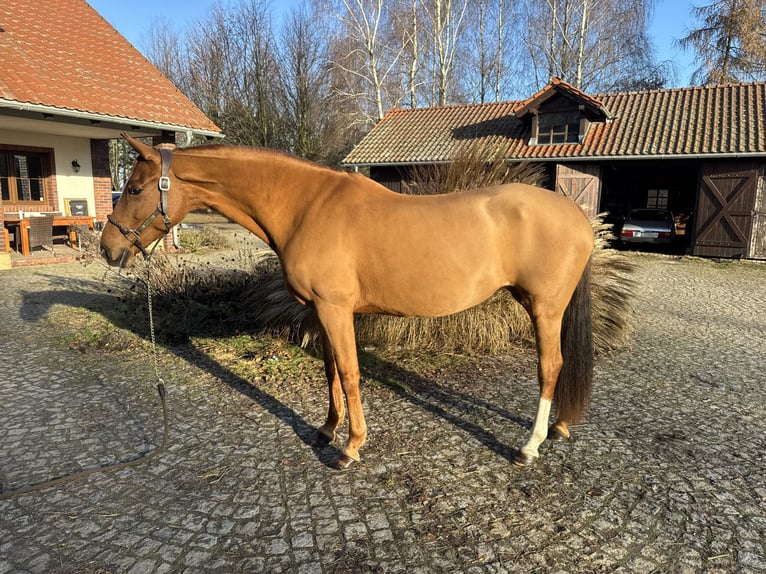 Poney de selle allemand Jument 11 Ans 153 cm Alezan in Kicin