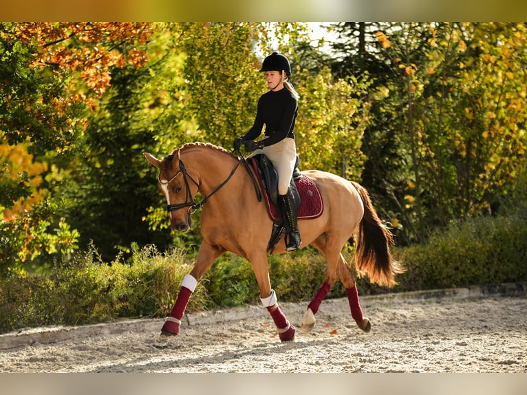 Poney de selle allemand Jument 11 Ans 153 cm Alezan in Kicin