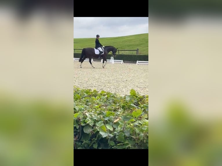 Poney de selle allemand Jument 11 Ans 153 cm Noir in Schwarme