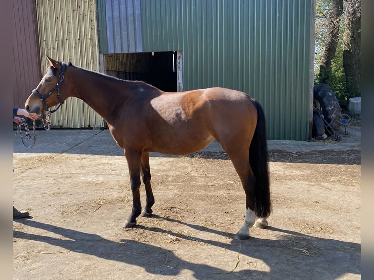 Poney de selle allemand Jument 11 Ans 157 cm Bai in Schwanewede