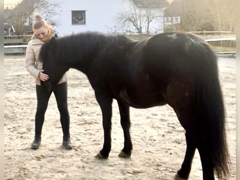 Poney de selle allemand Croisé Jument 12 Ans 135 cm Noir in Elbe