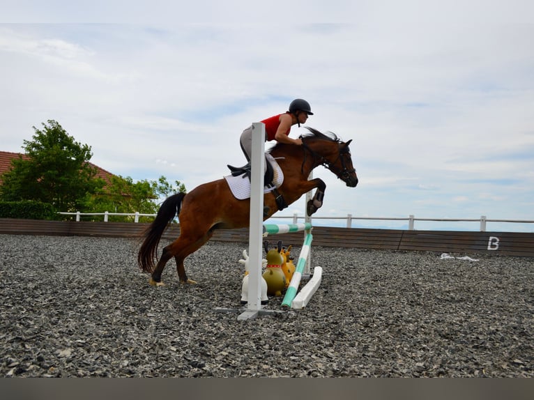 Poney de selle allemand Jument 12 Ans 136 cm Bai in Linz
