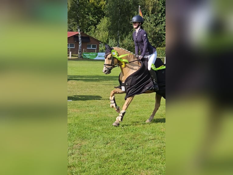 Poney de selle allemand Jument 12 Ans 138 cm Palomino in Wittingen