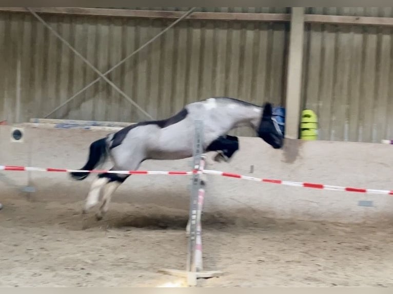 Poney de selle allemand Croisé Jument 12 Ans 140 cm Rouan Bleu in Würzburg
