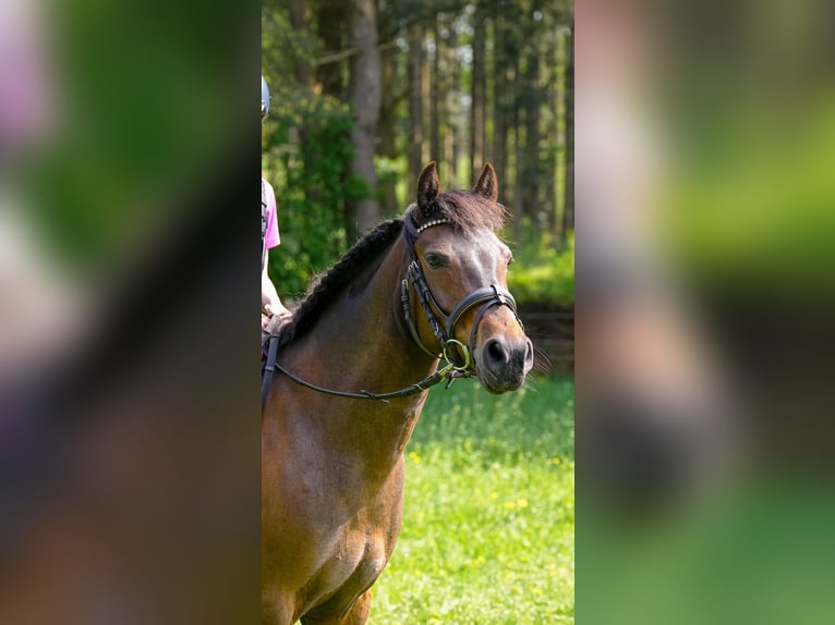Poney de selle allemand Jument 12 Ans 141 cm Bai in Doorn