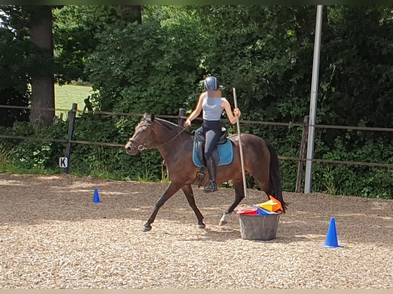 Poney de selle allemand Jument 12 Ans 141 cm Bai in Doorn
