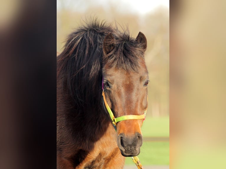 Poney de selle allemand Jument 12 Ans 141 cm Bai in Doorn
