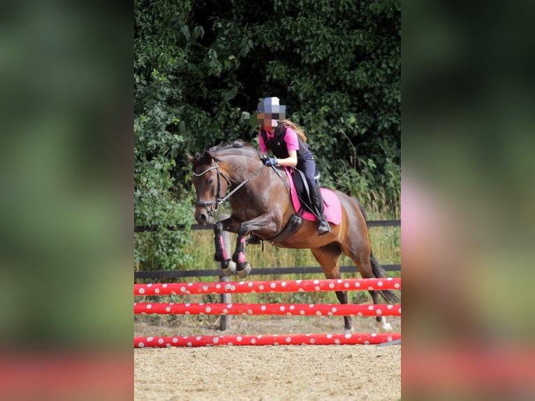 Poney de selle allemand Jument 12 Ans 141 cm Bai in Doorn