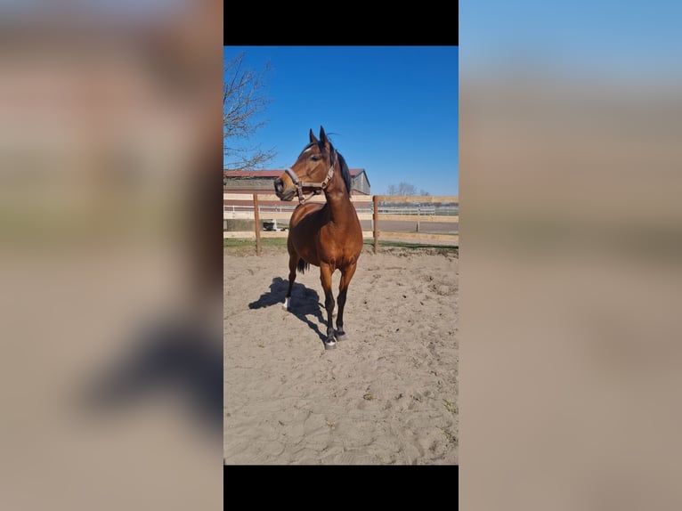 Poney de selle allemand Jument 12 Ans 142 cm Bai in Ganderkesee