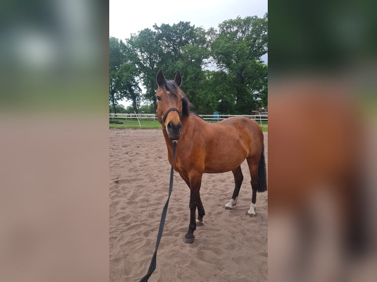 Poney de selle allemand Jument 12 Ans 142 cm Bai in Ganderkesee
