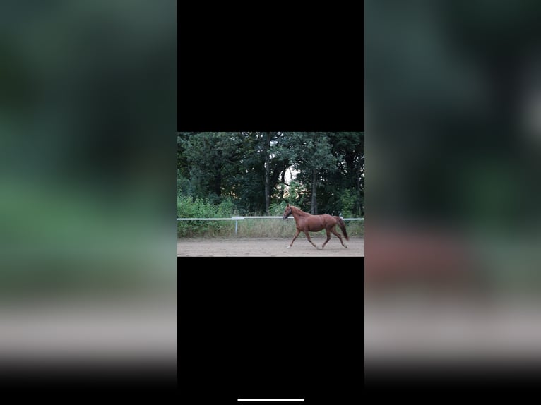 Poney de selle allemand Croisé Jument 12 Ans 143 cm Alezan in Bogen