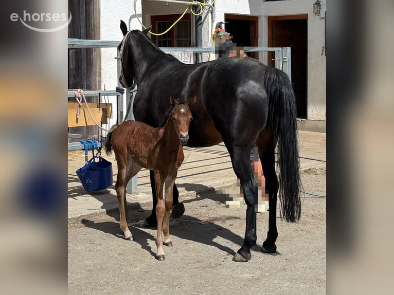 Poney de selle allemand Jument 12 Ans 143 cm Bai brun in Vandans
